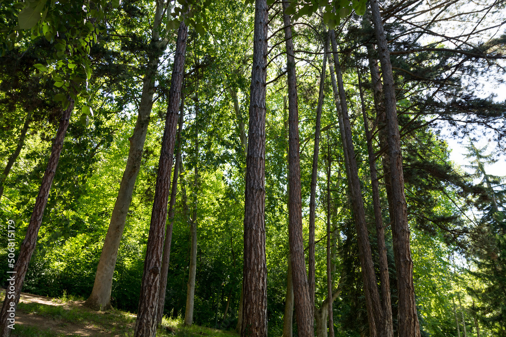 Big pine trees in the forest on a sunny spring day. Natural background concept. The sunlight was hard to break through the trees Big pine trees in the forest on a sunny spring day. Natural background concept. The sunlight was hard to break through the trees