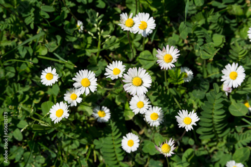 Top view of daisy flowers in a meadow on a sunny spring day. Natural background concept. Close up  selective focus