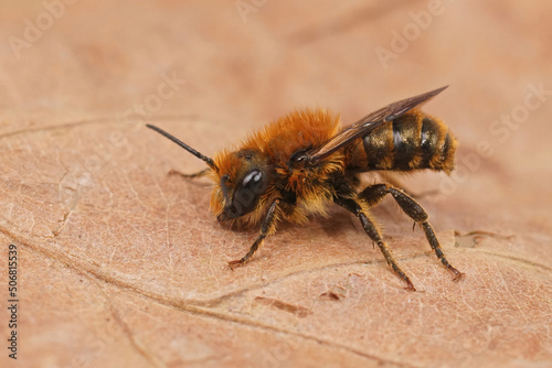 Closeup on a brown hairy male Jersey mason bee, Osmia niveata, sitting on a dried leaf