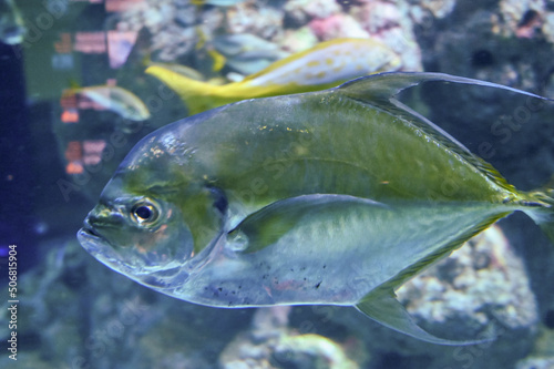 giant trevally (Caranx ignobilis), also known as the lowly trevally, barrier trevally, giant kingfish or ulua, is a species of large marine fish is swimming in aquarium fish tank photo
