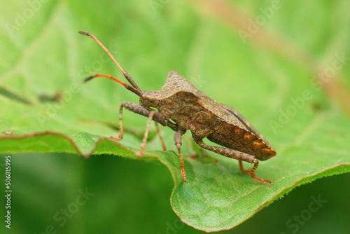Lateral closeup on the common, herbivorous dock bug, Coreus marginatus, sitting on it's host plant Sorrel, Rumex acetosa photo