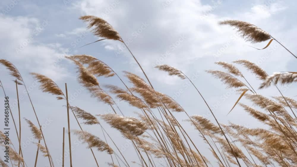 The reeds flutter in strong wind. Steppe grasses in an autumn overcast field bend under a hurricane. bad weather. Storm wind in Russia. Slow-motion video. Copy space. The reeds flutter in strong wind. Steppe grasses in an autumn overcast field bend under a hurricane. bad weather. Storm wind in Russia. Slow-motion video. Copy space.