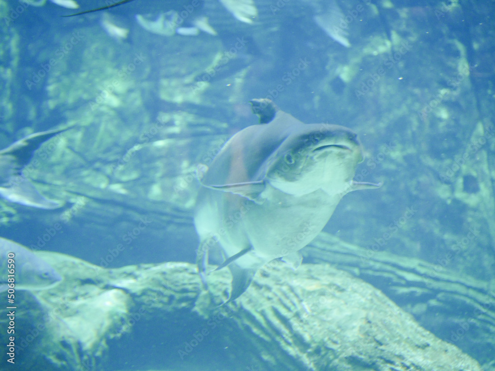 Fototapeta premium Mekong giant catfish (Pangasianodon gigas) is a large, threatened species of catfish swimming in aquarium big fish tank