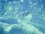 Mekong giant catfish (Pangasianodon gigas) is a large, threatened species of catfish swimming in aquarium big fish tank