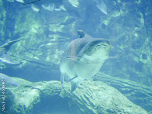 Mekong giant catfish  Pangasianodon gigas  is a large  threatened species of catfish swimming in aquarium big fish tank
