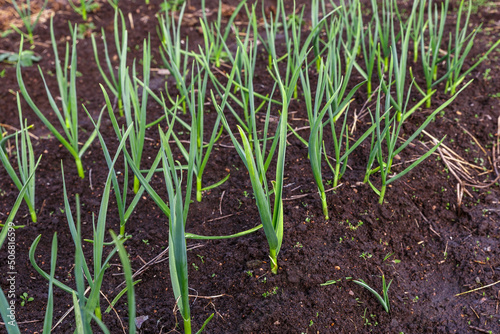 garlic in the garden. Growing garlic in plant. Vegetable beds with garlic