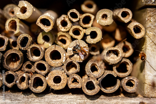 Pollinisateurs - Osmies cornues occupant un hôtel à insectes en bambou photo