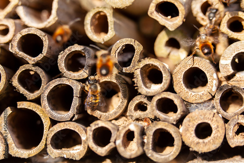 Pollinisateurs - Osmies cornues occupant un hôtel à insectes en bambou photo