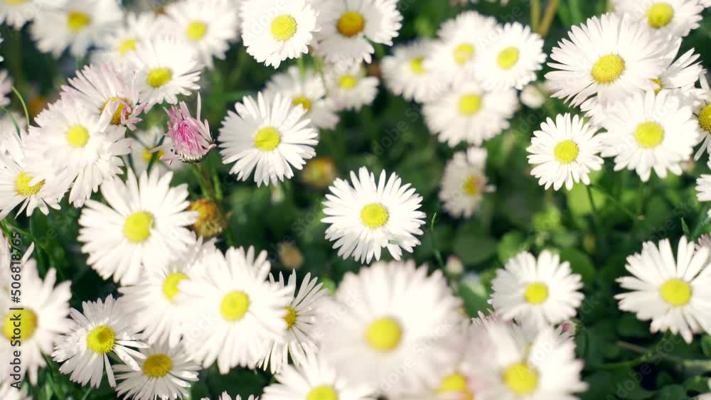 flowering meadow chamomile close up grass lawn with white Bellis flowers closeup. Beautiful green background of flowering lawn in the field outdoors on nature in summer or spring. Blooming wildflowers flowering meadow chamomile close up grass lawn with white Bellis flowers closeup. Beautiful green background of flowering lawn in the field outdoors on nature in summer or spring. Blooming wildflowers