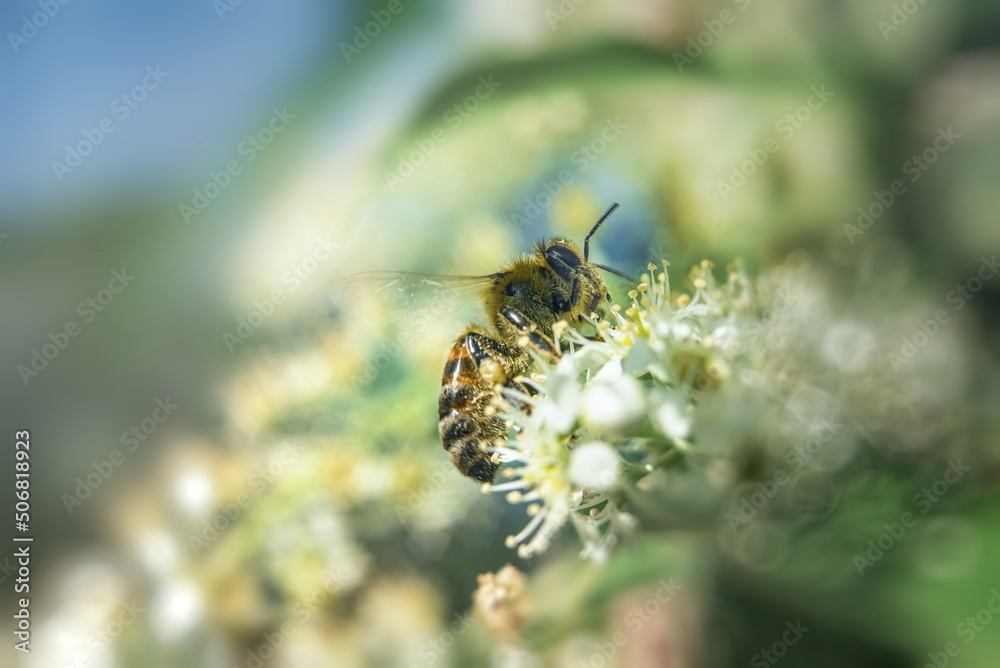 A honey bee collects nectar from bird cherry flowers. Macro photography of a bee on a white flower with selective focus, large copy space for text A honey bee collects nectar from bird cherry flowers. Macro photography of a bee on a white flower with selective focus, large copy space for text