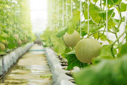 Young melons growing supported by string melon nets in greenhouse.  organic farm. Cantaloupe, Farm, Food, Fruit