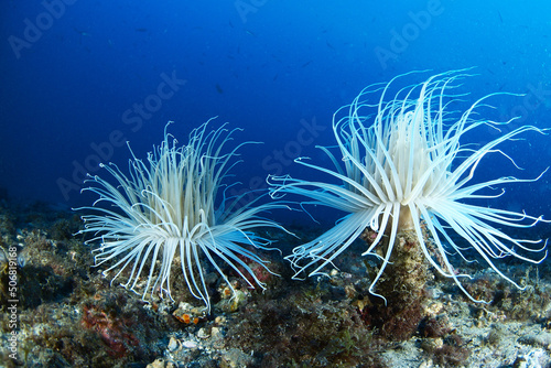 Anemone tube (Cerianthus membranaceus) in the sea bottom