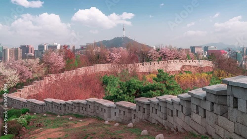 Time lapse 4K : Cherry blossoms bloom in spring at Inwangsan Mountain, a popular tourist destination. in Seoul,South Korea.