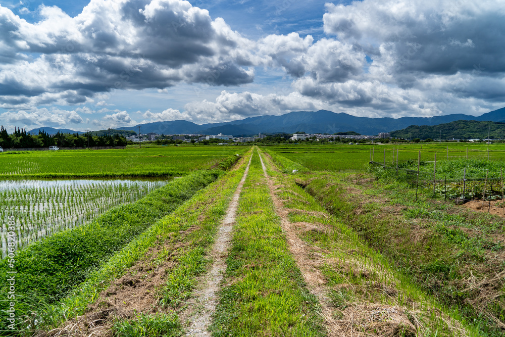 Local path are running in paddy field in countryside,  JAPAN.