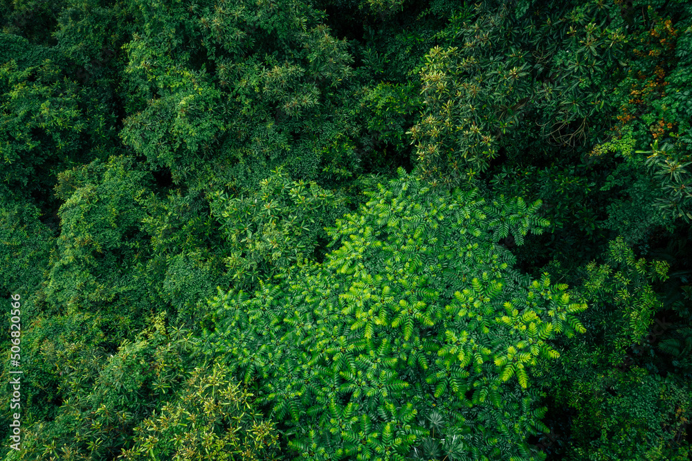 Aerial view of beautiful forest mountain landscape