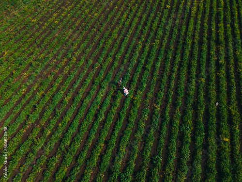 overhead view mother with son at strawberry farm