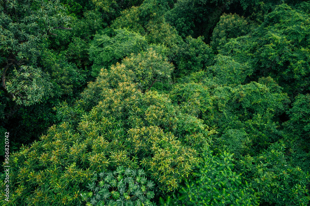 Aerial view of beautiful forest mountain landscape