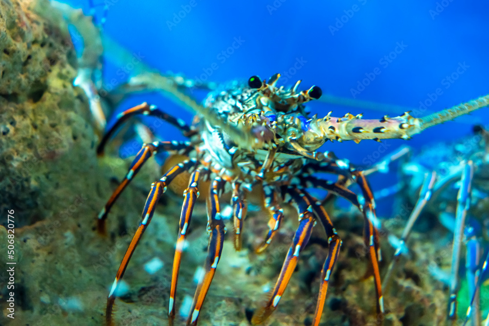 The sea shrimp in the aquarium, this is a crustacean that needs to be preserved The sea shrimp in the aquarium, this is a crustacean that needs to be preserved