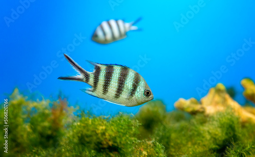Angel fish long tail swimming in aquarium. This fish usually lives in the Amazon  Orinoco and Essequibo river basins in tropical South America.