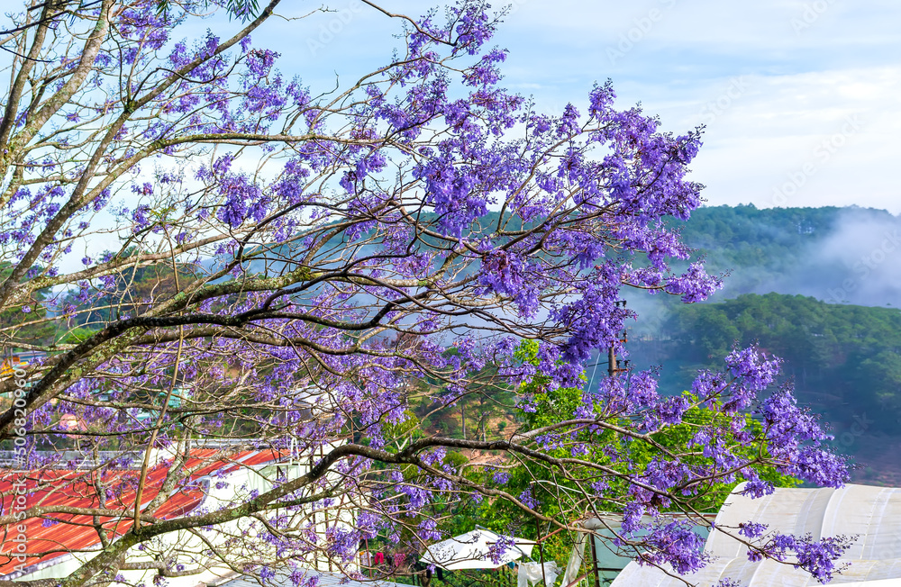 Jacaranda flowers bloom in the sunny sky when spring comes Jacaranda flowers bloom in the sunny sky when spring comes