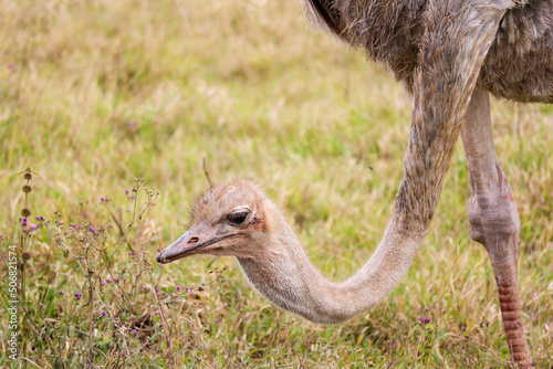 Ostrich in the Wild