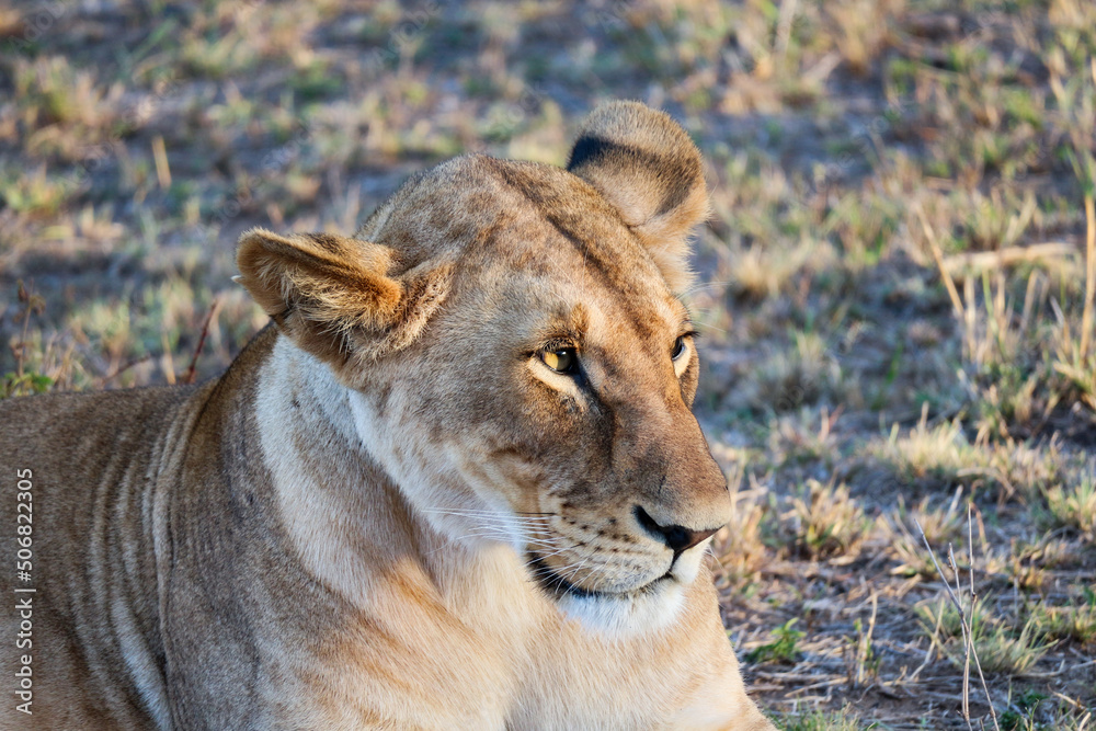 Obraz premium Lioness in the Wild