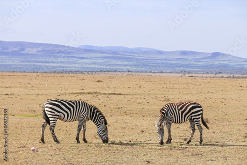 Zebras in the Savannah