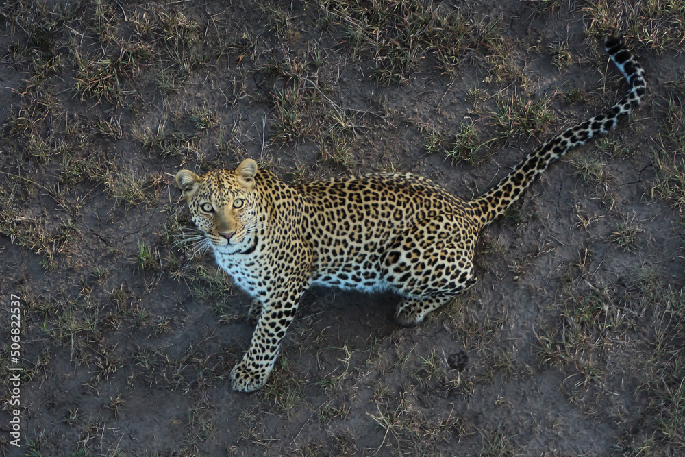 Obraz premium Leopard in the Wild