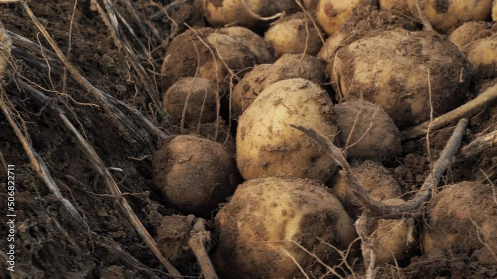 fresh potato tubers dug out of the ground fresh potato tubers dug out of the ground