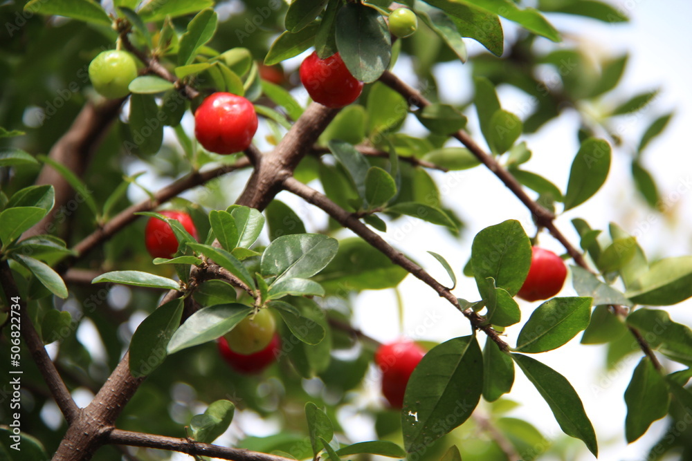 Fresh Organic Acerola Cherry. Rich in vitamin C and antioxidants. also known as: acerola, cherry, Barbados cherry or West Indian cherry (Malpighia emarginata).