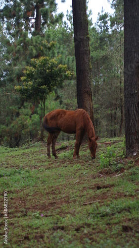 a brown horse with a black tail in the middle of the forest © Zenn Virgiawan