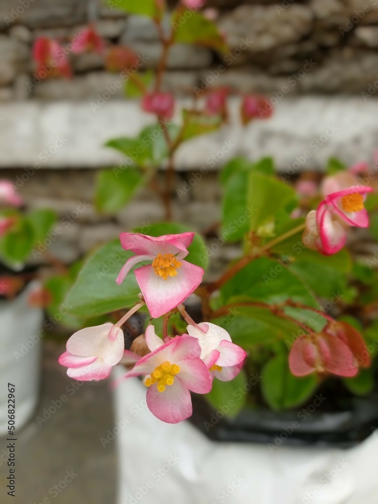 pink flower in a garden