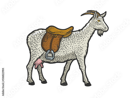 saddle goat color sketch engraving vector illustration. T-shirt apparel print design. Scratch board imitation. Black and white hand drawn image.