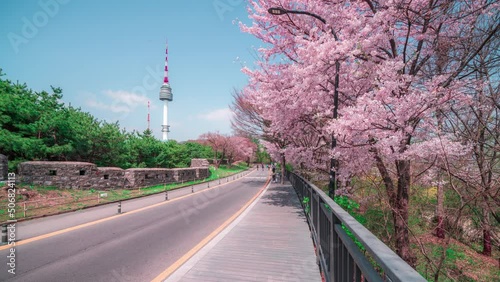 Cherry blossoms bloom in spring at Namsan Mountain Seoul Tower, a popular tourist destination.