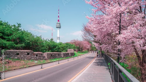 Zoom in,Time lapse : Cherry blossoms bloom in spring at Namsan Mountain Seoul Tower, a popular tourist destination.