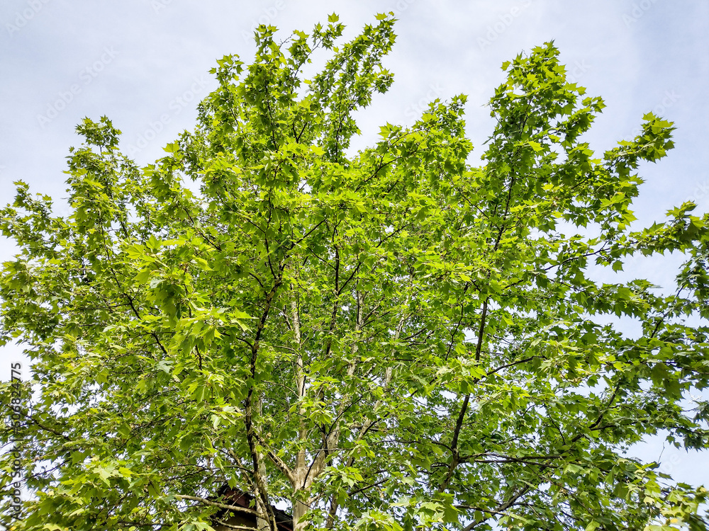Fototapeta premium green maple tree in the spring - Baia Mare, Romania