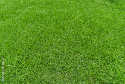 Green grass background texture, Green lawn texture background, top view.