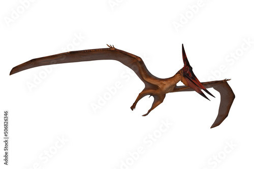 Pterandodon dinosaur in flight hunting. 3D illustration isolated on white with clipping path. © IG Digital Arts