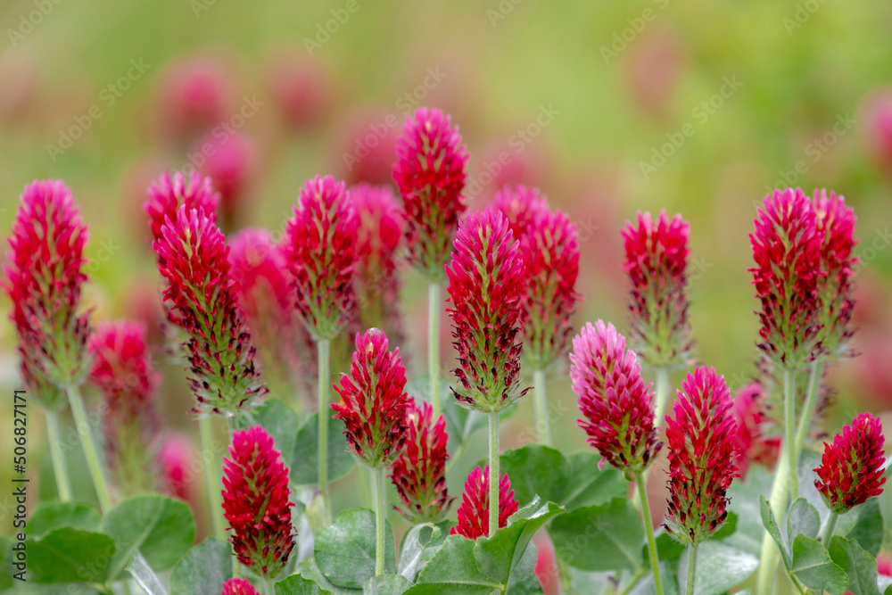 Selective focus of wild flowers in the feild, Red feather clover (Purpere klaver) Trifolium rubens is a species of flowering plant belonging to the family Fabaceae, Nature floral pattern background. Selective focus of wild flowers in the feild, Red feather clover (Purpere klaver) Trifolium rubens is a species of flowering plant belonging to the family Fabaceae, Nature floral pattern background.