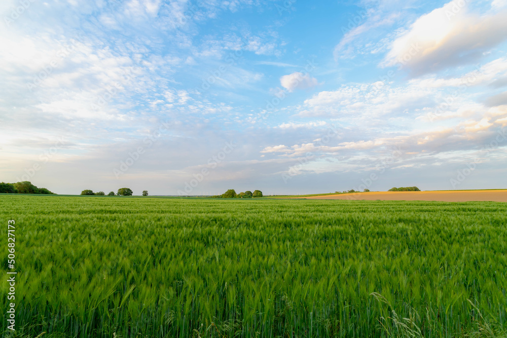 Landscape of hilly countryside of South Limburg (Zuid-Limburg) Young green barley (gerst) on the field under blue sky in evening before sunset, Soft ears of wheat or rye in the farm, Agriculture.