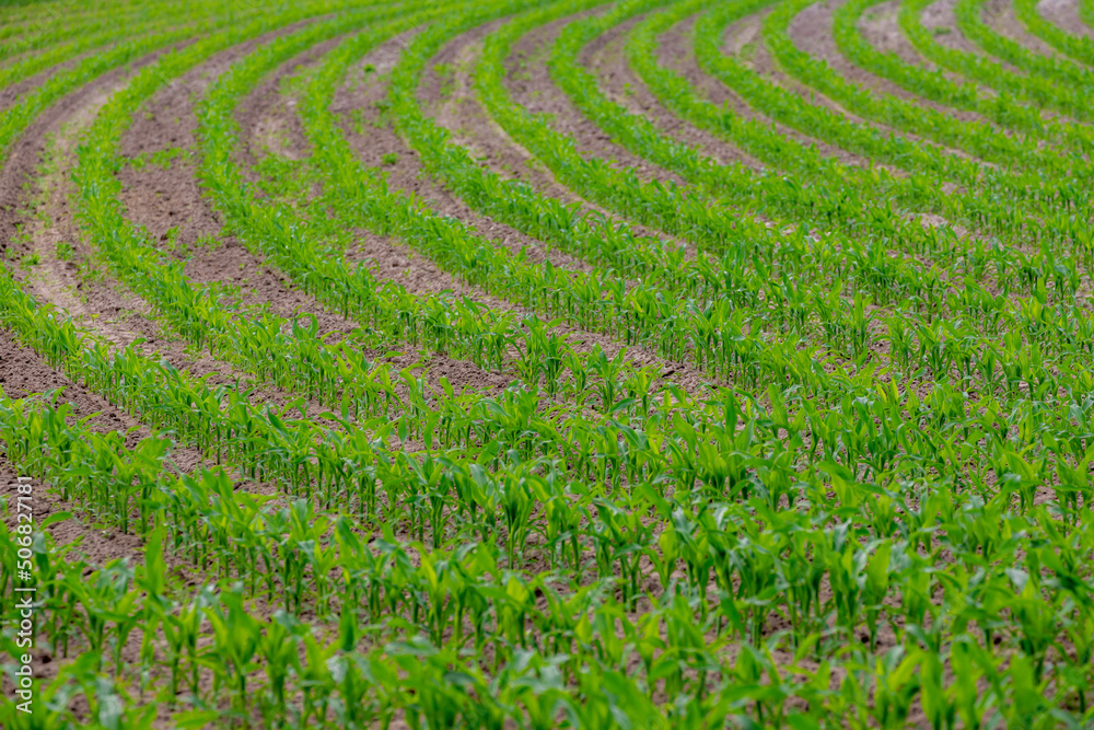 Cultivation and agriculture concept, Plot of young plant corn field in a row of curve, Landscape view of maize on furrows row pattern in a plowed field in countryside of Netherlands. Cultivation and agriculture concept, Plot of young plant corn field in a row of curve, Landscape view of maize on furrows row pattern in a plowed field in countryside of Netherlands.