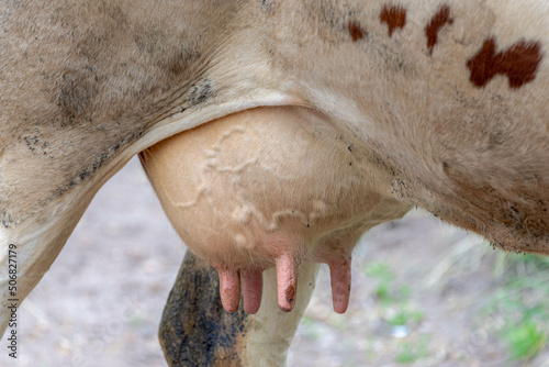 фотографія Close up of cow udder with selective focus, Young female white orange and brown