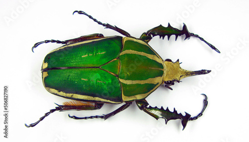 Big green african flower beetle Mecynorhina torquata close up isolated on white. Cetoniidae. Collection beetle. Coleoptera. Entomology photo