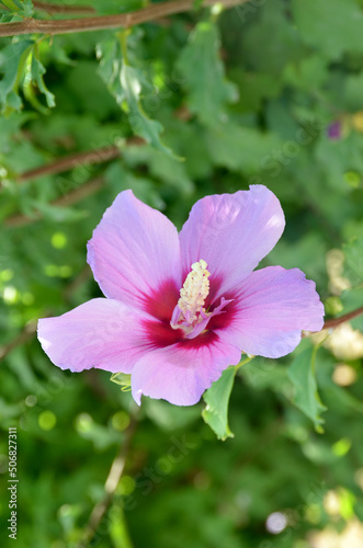 rose of sharon,  hibiscus syriacus