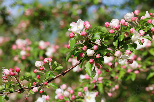 Apple blossom on a branch in spring garden in sunny day. Pink buds and flowers with green leaves © Oleg