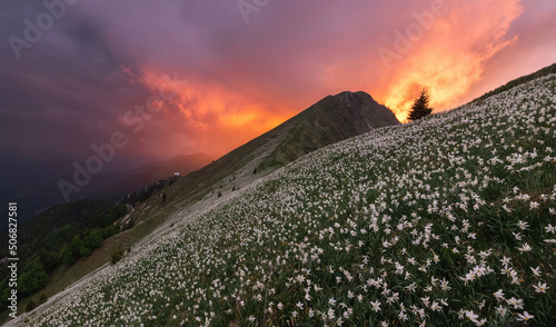 Sea of narcissus (daffodil) flowers on the slopes of Golica hill