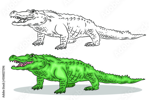       Vector image of a crocodile.  Black and white and color illustration. Coloring book for children.