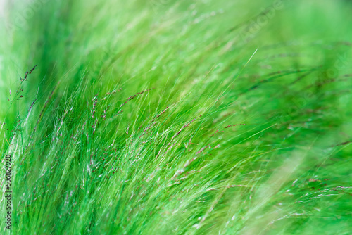 abstract blurred natural background with emerald green meadow grass