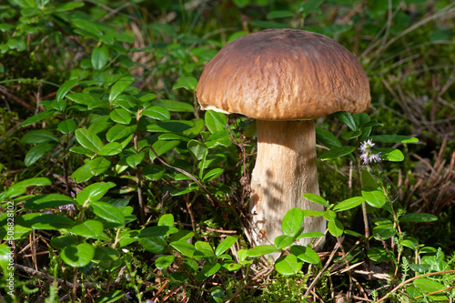 Wildlife of Europe - edible mushroom Penny Bun (King bolete) growing in forest