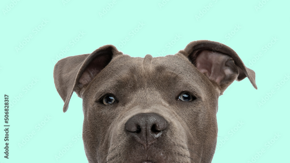 face of a cute amstaff puppy looking at the camera on blue background
